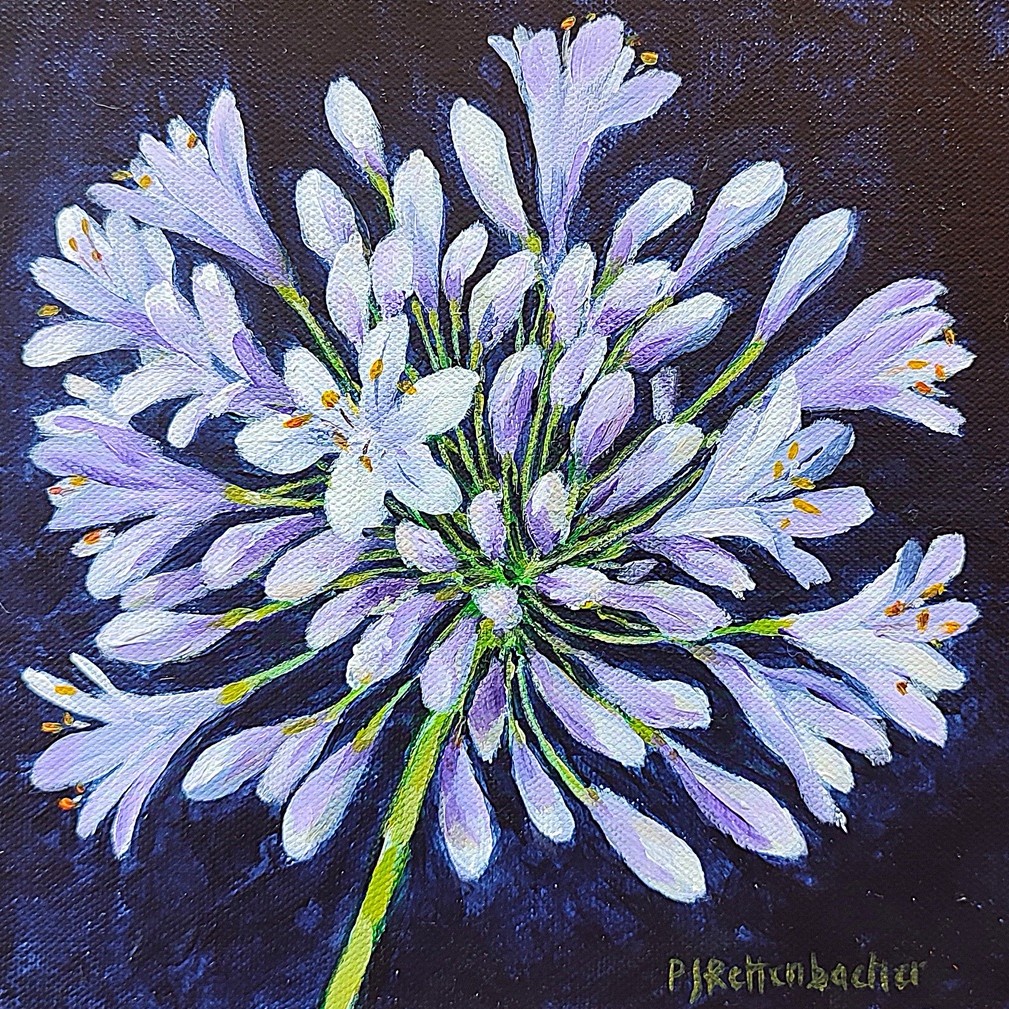 Purple Agapanthus